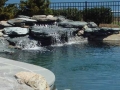 Natural boulders set on shelves below water level with 6' high cascading waterfall.